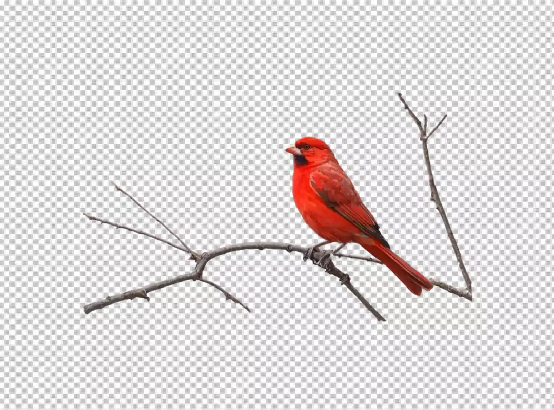 Vibrant Red Northern Cardinal Bird Perched on Bare Branch Isolated on White