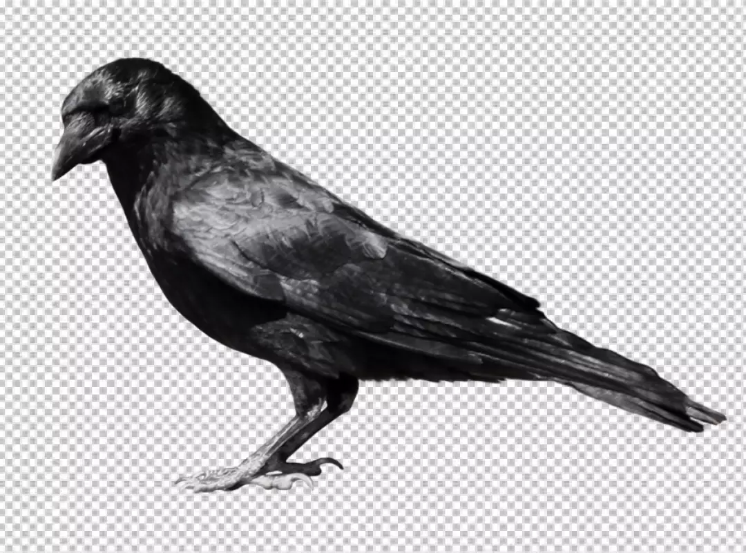Free Premium PNG Transparent Crow Silhouette PNG Image