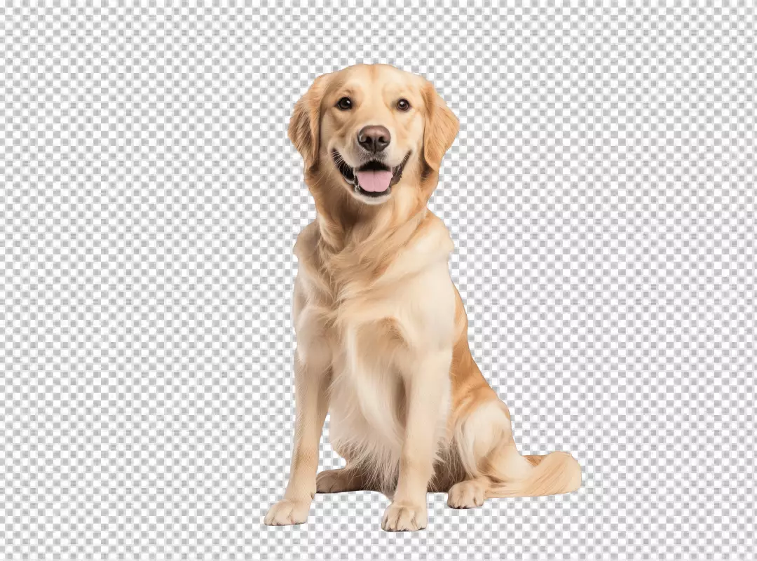 Friendly Golden Retriever Dog Sitting Smiling PNG Cutout for Pet Designs