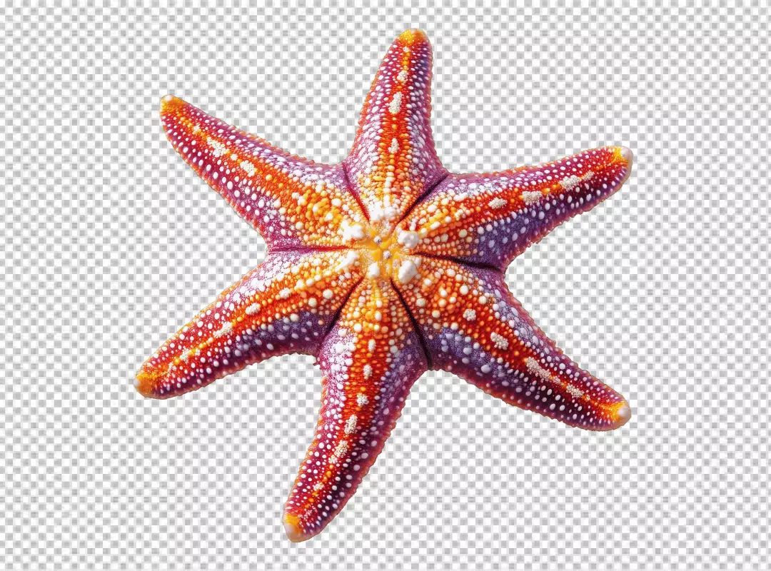 Vibrant Six-Armed Starfish PNG for Marine Life and Aquatic Design Projects