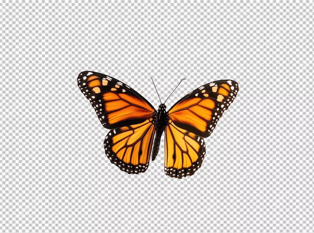Vibrant Monarch Butterfly Flying with Open Wings for Creative Projects