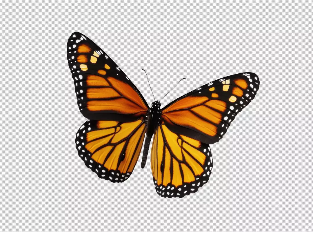 Vibrant Monarch Butterfly PNG Cutout for Nature Designs