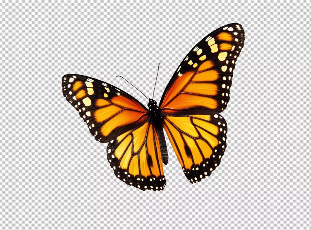Vibrant Orange Monarch Butterfly PNG Cutout for Creative Design Projects