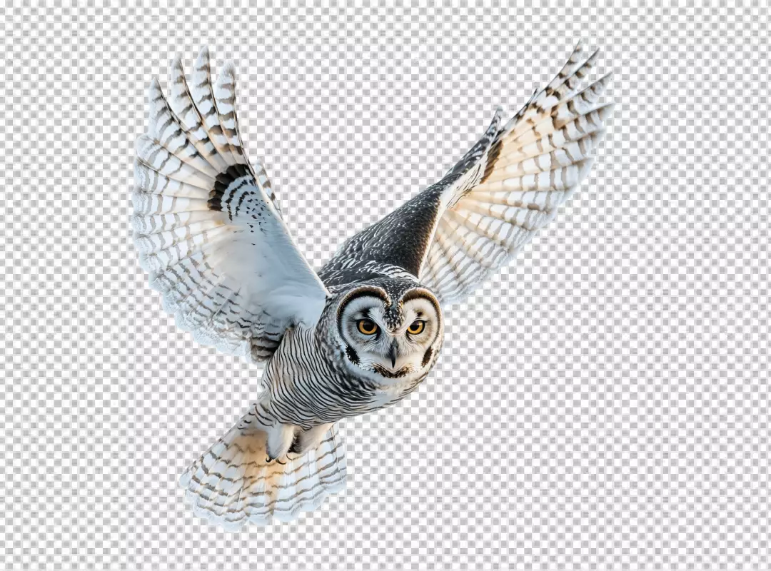 Majestic Barred Owl in Powerful Flight Spreading Wings Wildlife Nature Stock Image