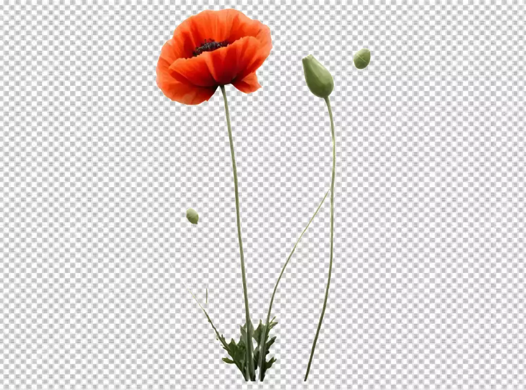Vibrant Red Poppy Flower in Full Bloom with Green Buds Isolated on White