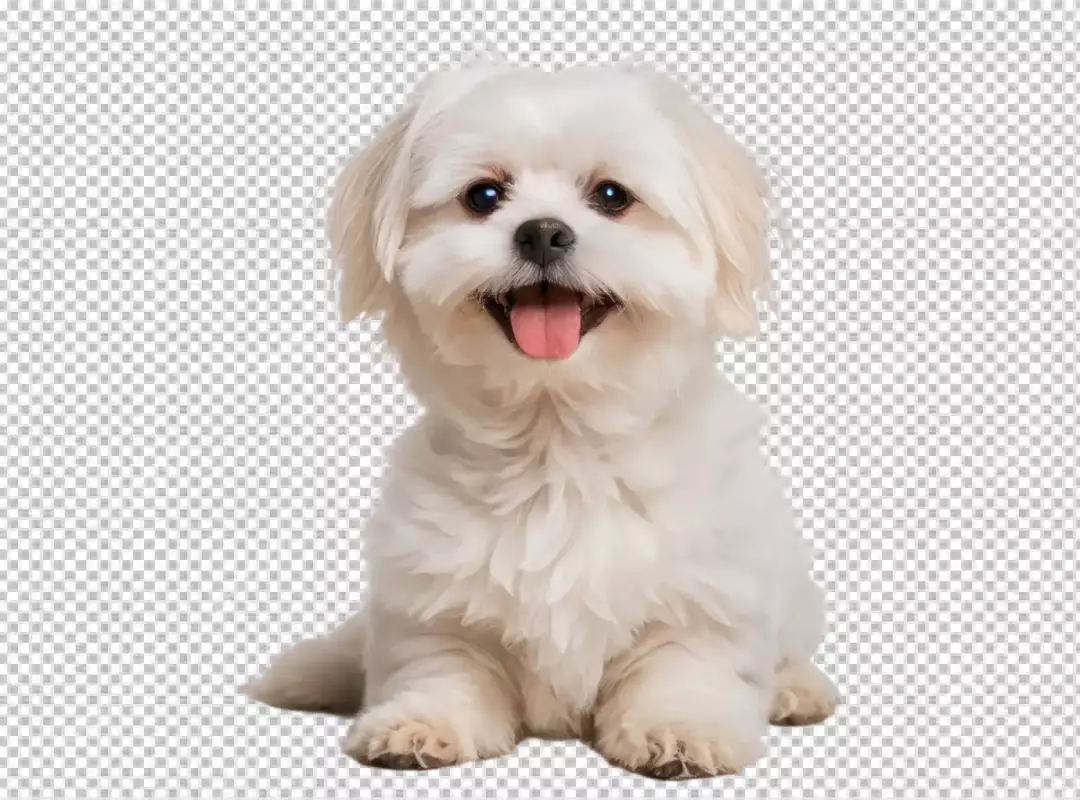 Happy playful white fluffy Maltese puppy dog sitting looking at camera