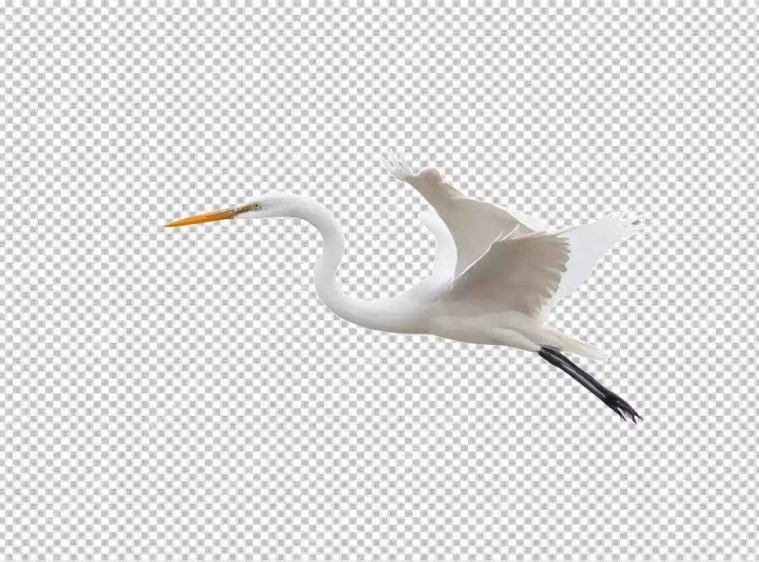 Graceful White Egret in Mid-Flight with Wings Extended on Transparent Background