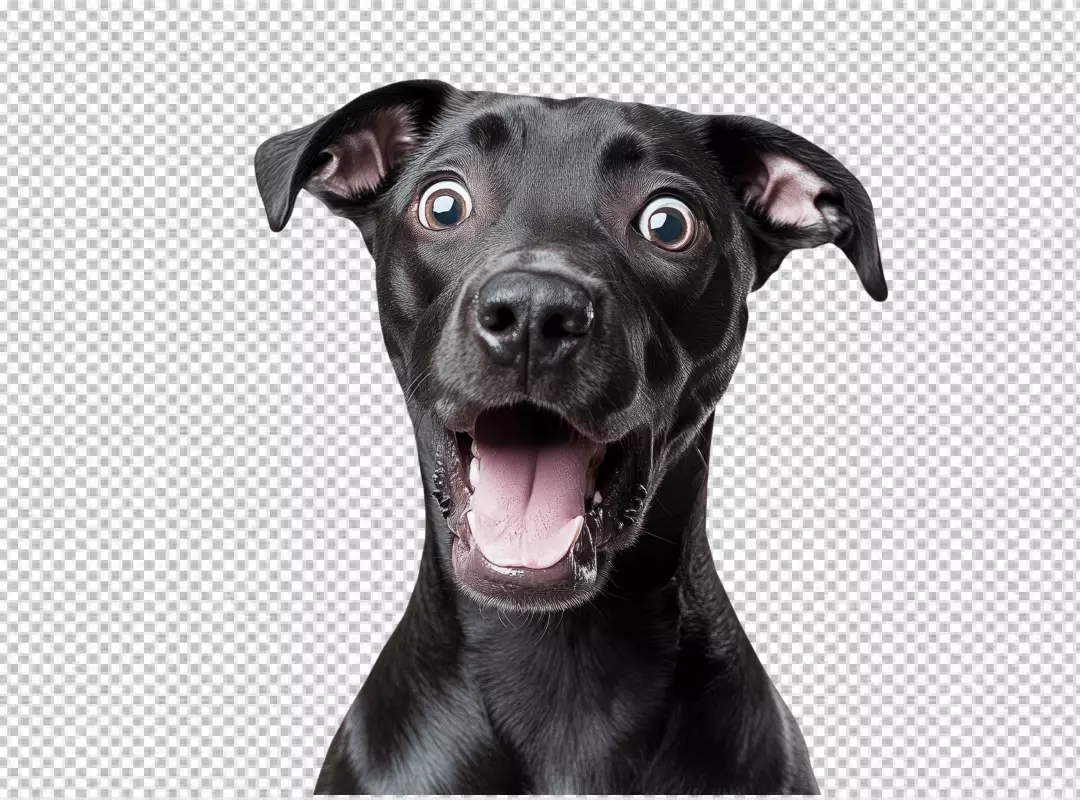 Funny Black Dog with Surprised Expression PNG Image
