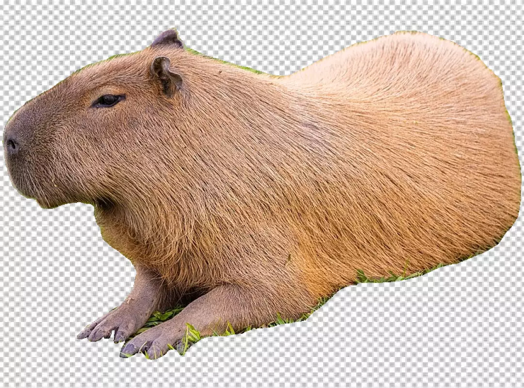 Peaceful Capybara Resting on Green Grass with Transparent Background