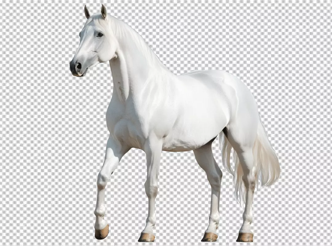 Majestic White Horse Walking Gracefully Stock PNG Image Download