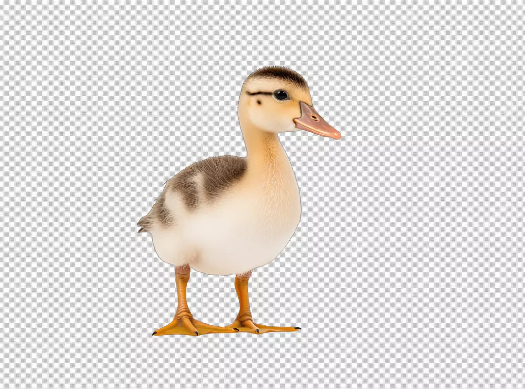 Adorable Small Duckling Standing for Cute Animal Designs and Educational Projects