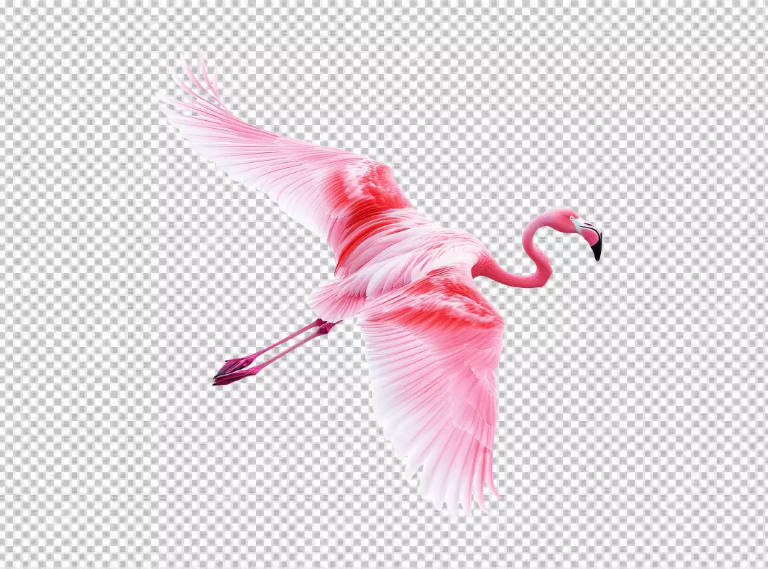 Majestic Pink Flamingo in Dynamic Flight PNG Cutout for Design Projects