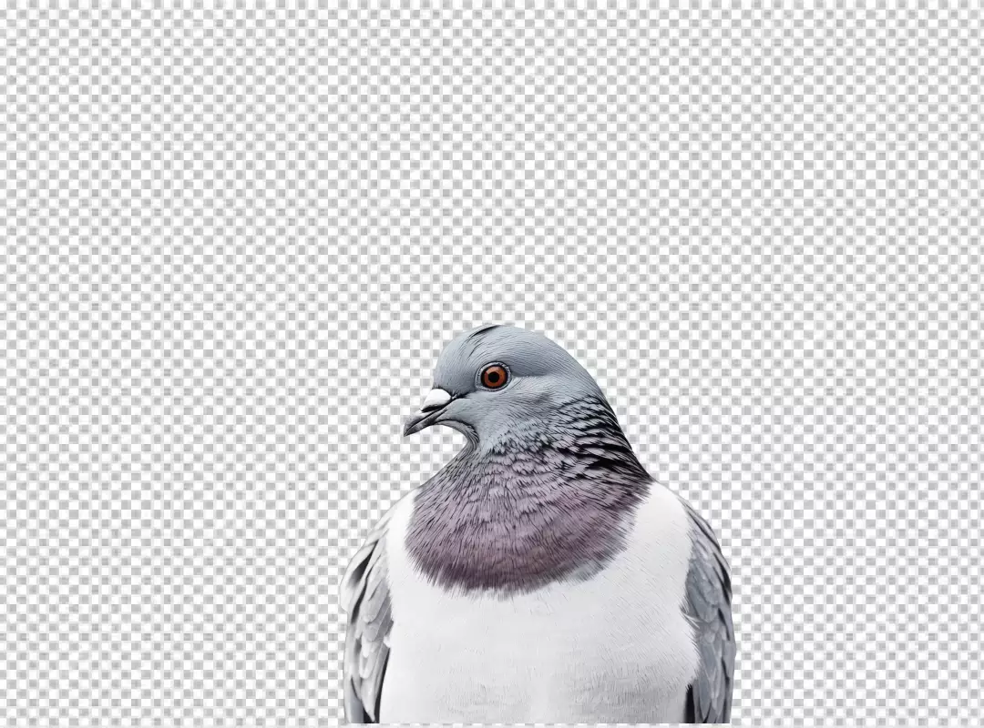 Close-up of a Grey Pigeon Head Looking Sideways for Design Projects