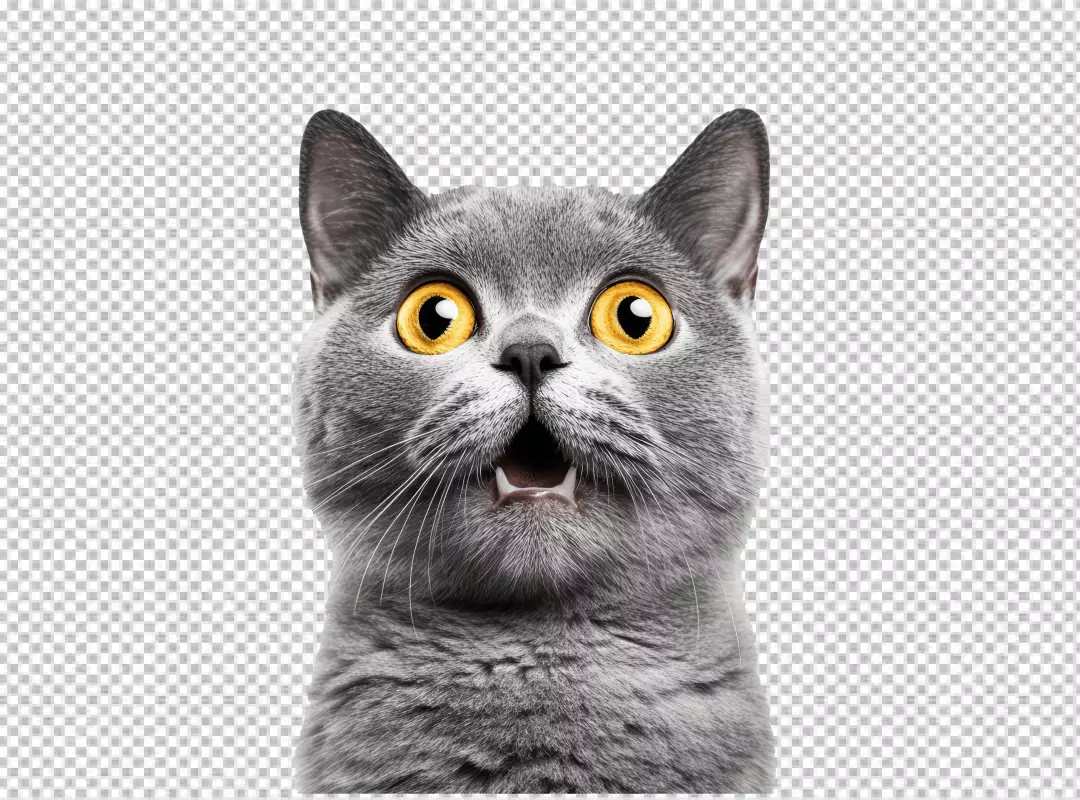 Adorable Grey British Shorthair Cat Looking Surprised with Wide Yellow Eyes PNG