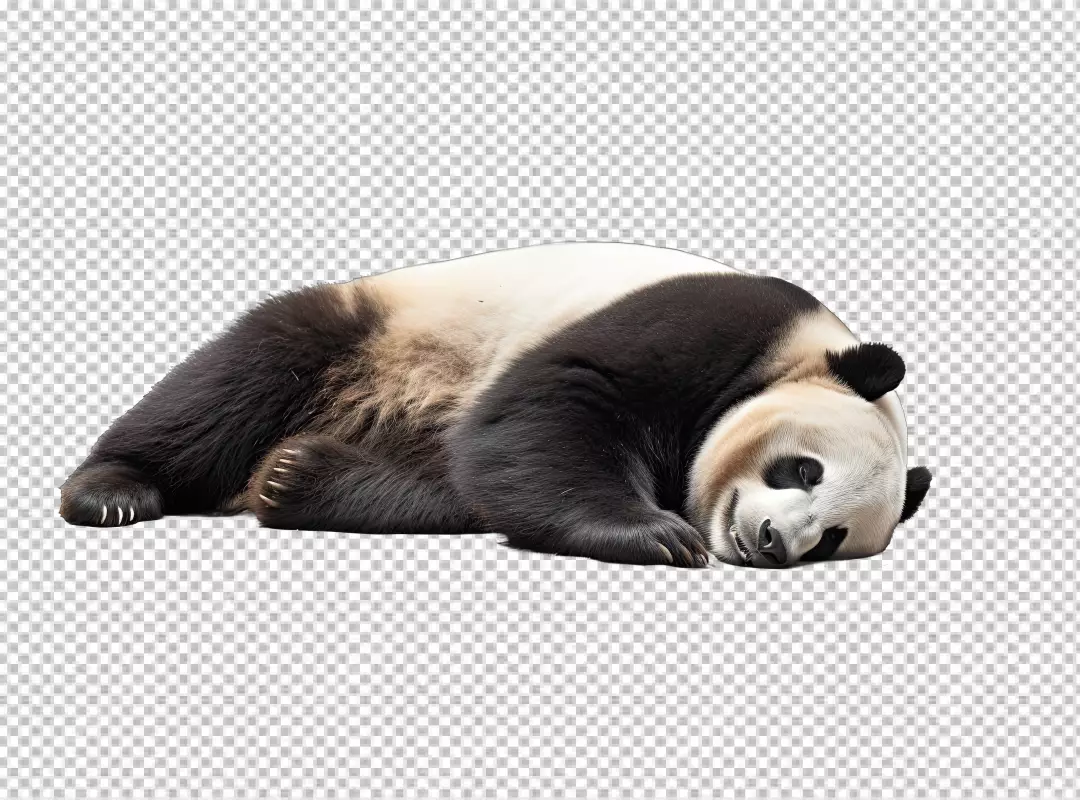 Peaceful Sleeping Panda Bear PNG Cutout for Wildlife Designs