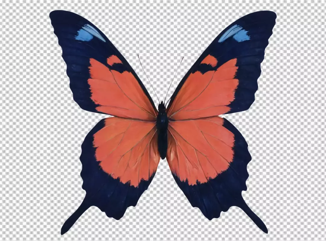 Vibrant Orange and Blue Butterfly with Elegant Wings Isolated