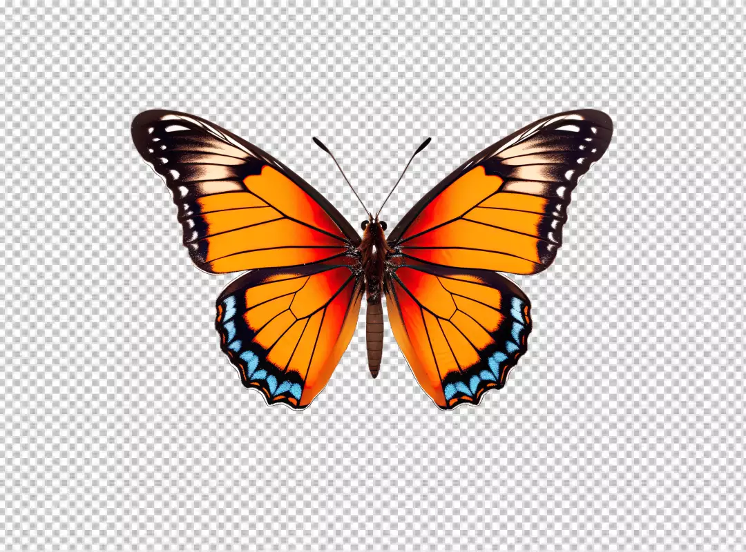 Vibrant Orange Butterfly with Blue Wings PNG for Creative Design