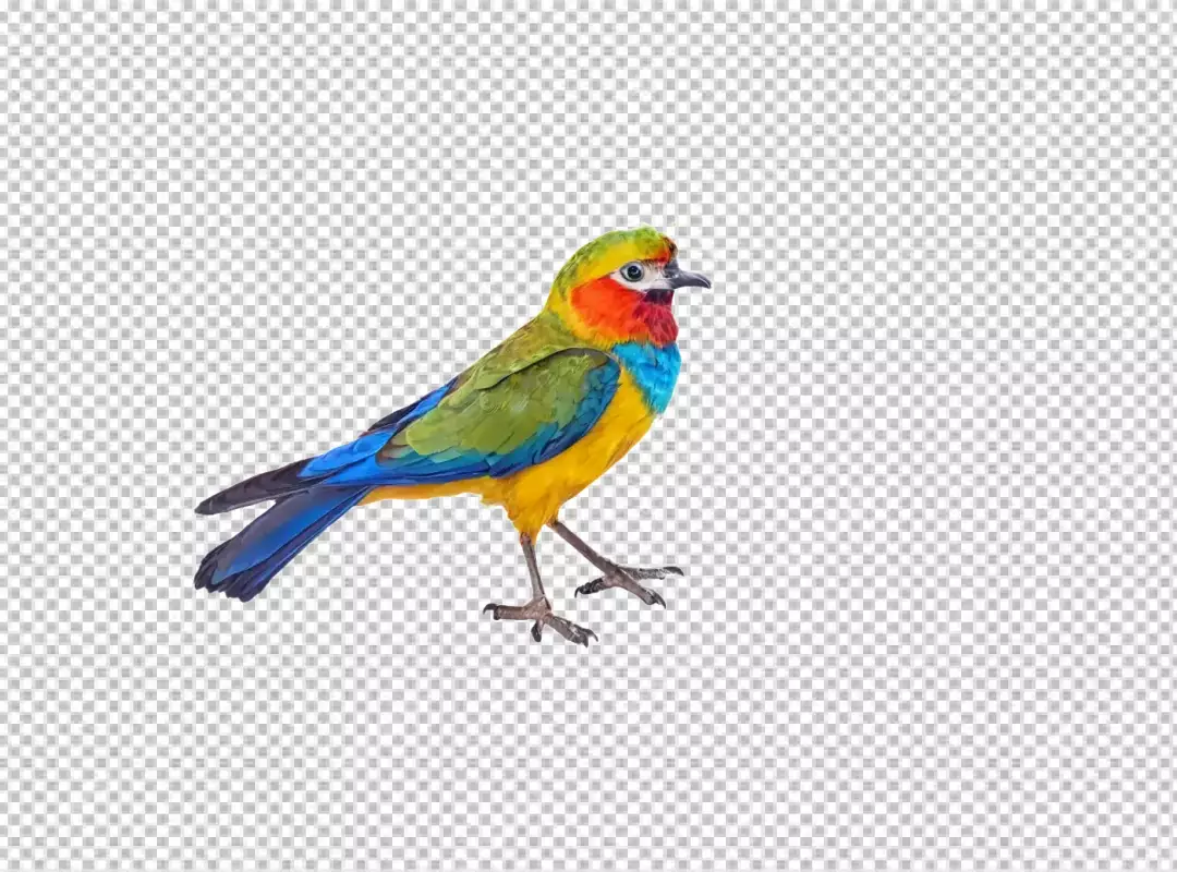 Vibrant Multi-Colored Bird with Bright Feathers Isolated on White Background