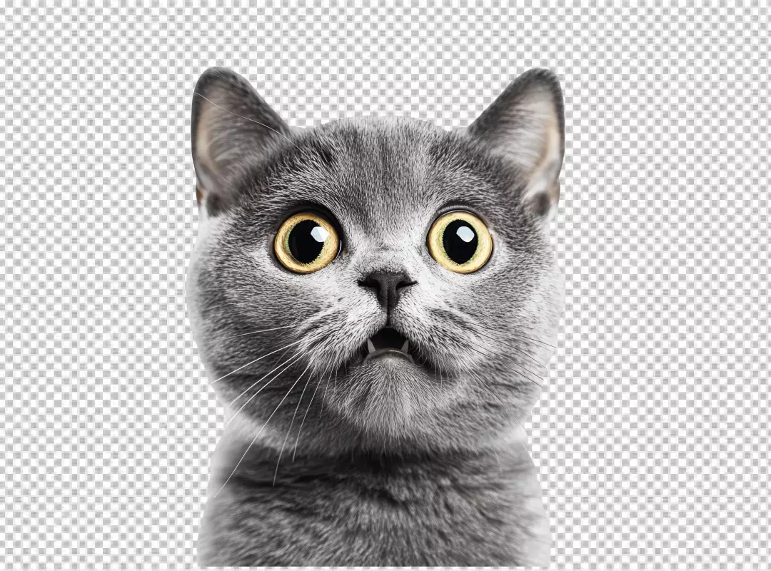 Adorable Surprised Grey Cat with Wide Yellow Eyes PNG Cutout