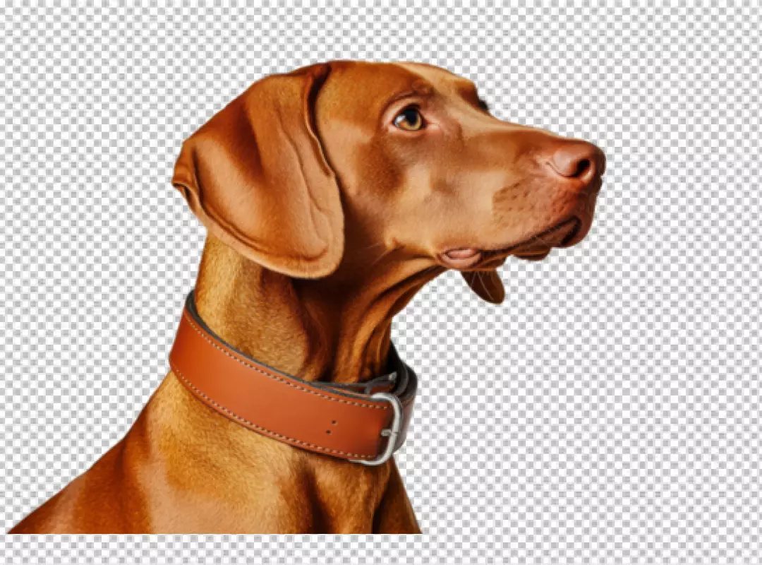 Elegant Vizsla Dog Portrait with Brown Leather Collar on Transparent Background