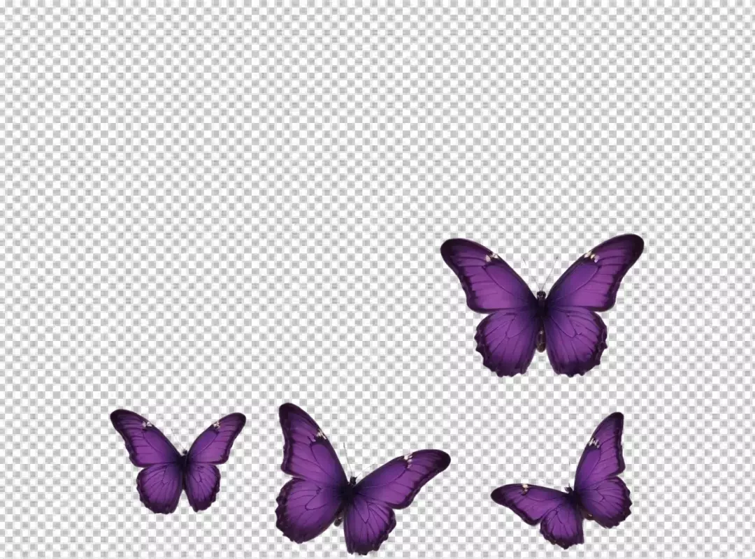 Vivid Purple Butterflies Flying Isolated on a Pure White Canvas