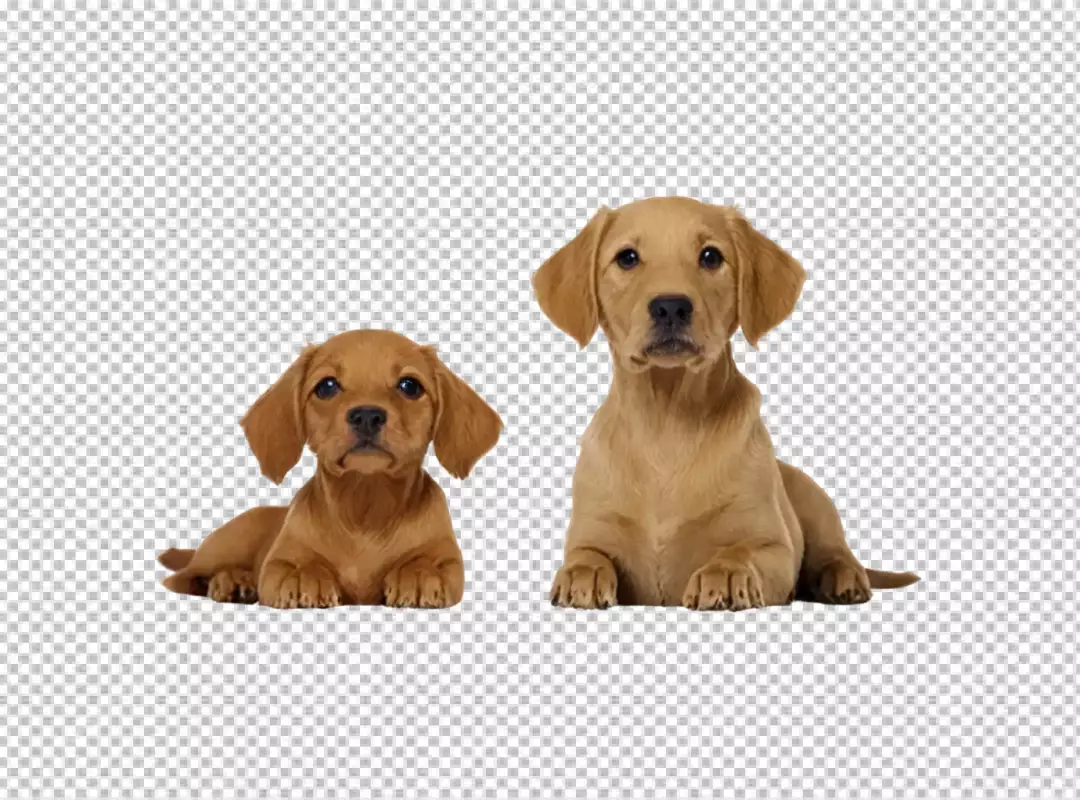 Pair of Adorable Golden Brown Puppies Lying Down, Looking Innocently at Camera