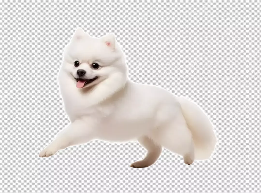 Joyful Fluffy White Pomeranian Dog Happily Running Mid-Air on White Background