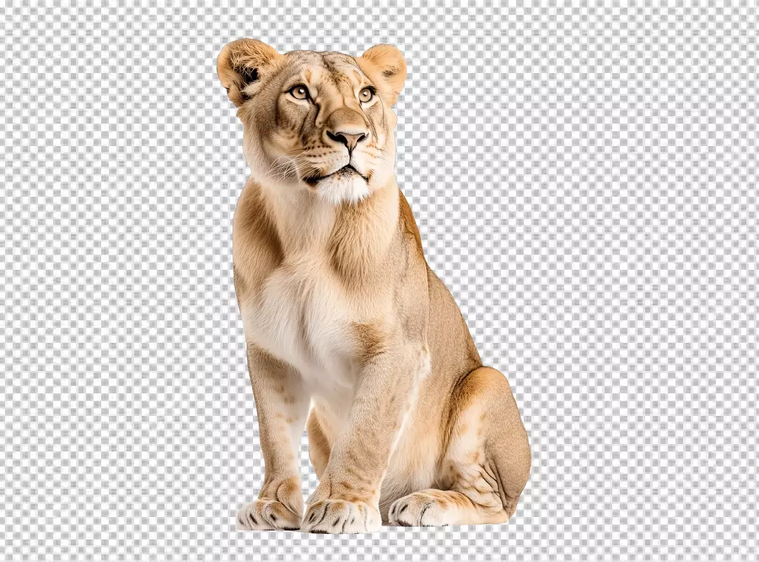 Majestic Lioness Sitting Gracefully with Alert Gaze, High-Quality PNG Download
