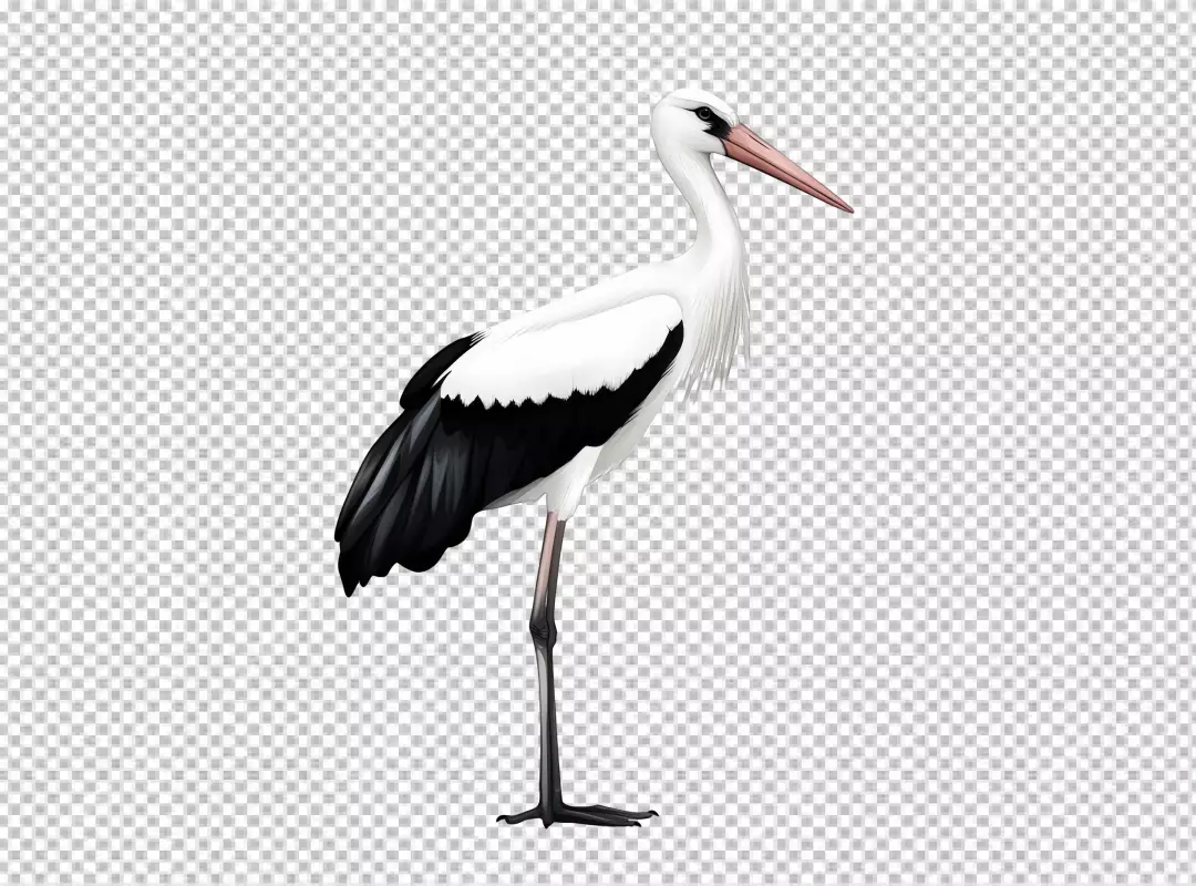 Graceful White Stork Bird Elegant Standing Pose PNG