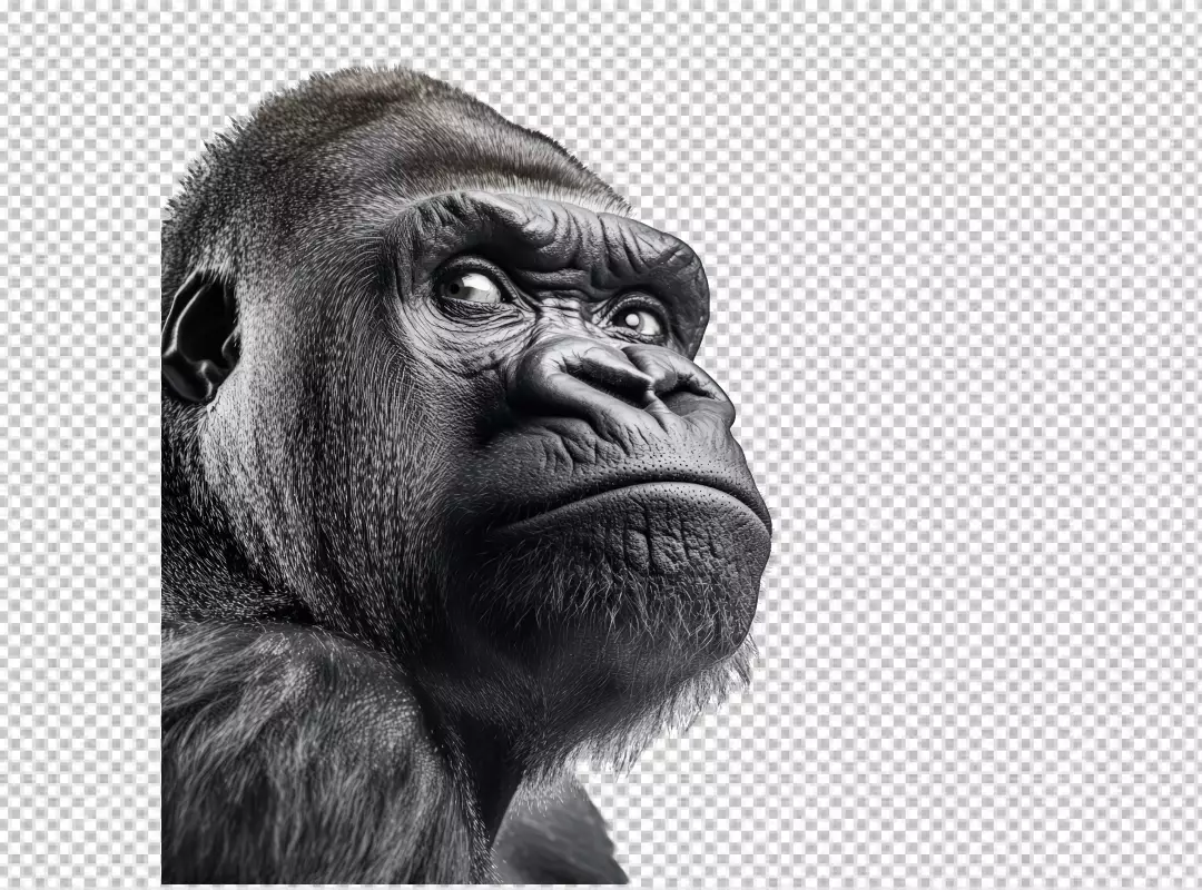 Majestic Black Gorilla Looking Upward PNG Cutout for Wildlife Design