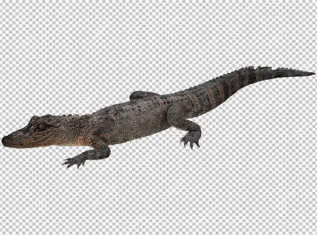 Free Premium PNG Wildlife crocodile open mouth isolated on white background