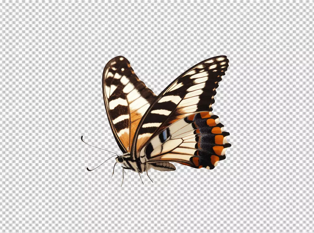 Vibrant Swallowtail Butterfly Flying Gracefully with Detailed Wings and Colorful Patterns