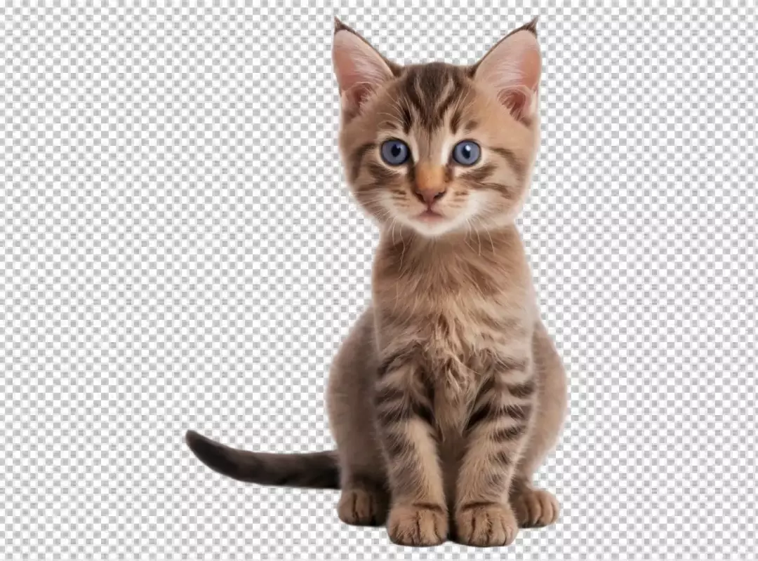 Adorable Tabby Kitten with Striking Blue Eyes Isolated on White Background