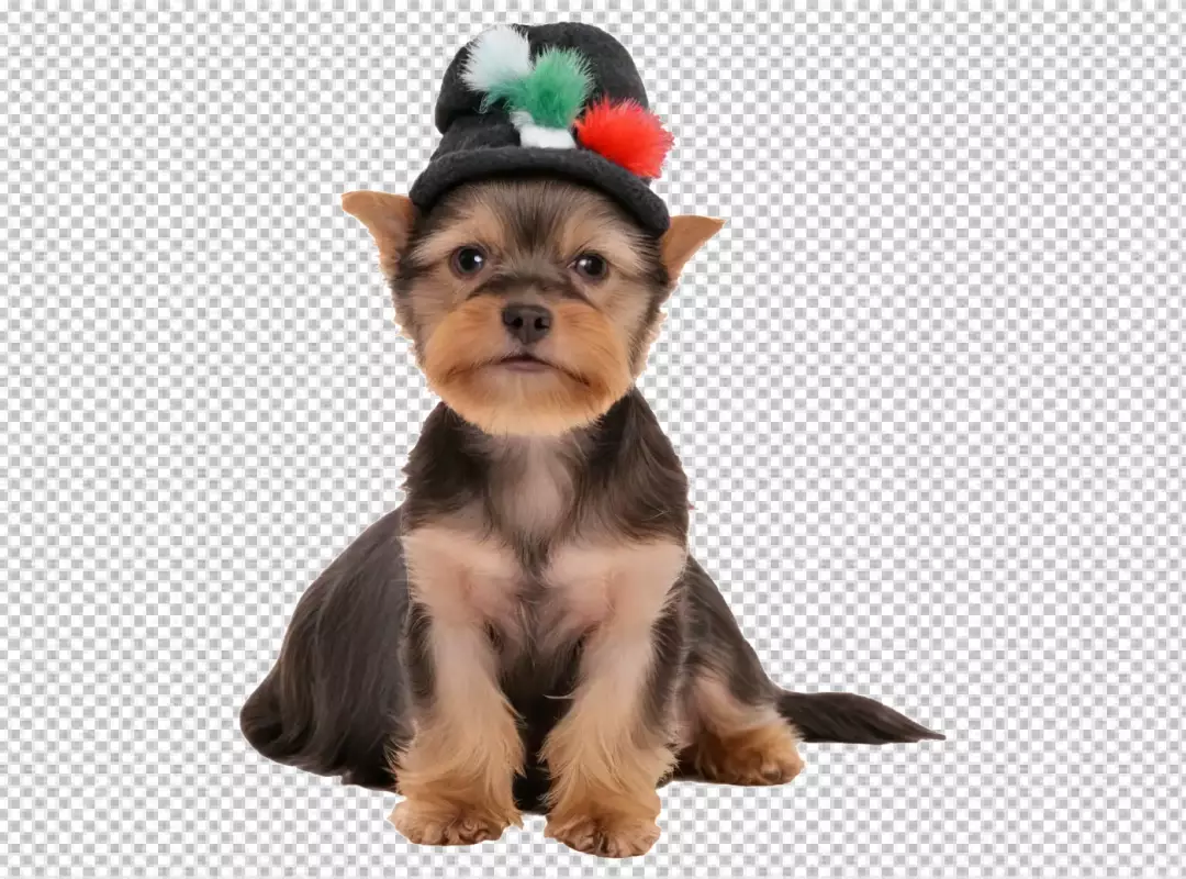 Adorable Yorkshire Terrier Puppy in a Festive Knitted Hat Isolated on White Background