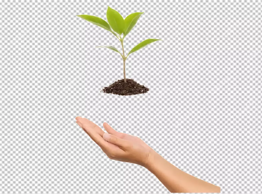 Human hand gently supporting green plant seedling on soil, symbolizing new life and growth
