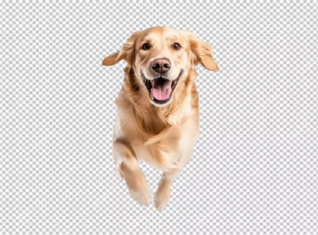Joyful Golden Retriever Running Energetically Forward Happy Dog Pet Stock Image