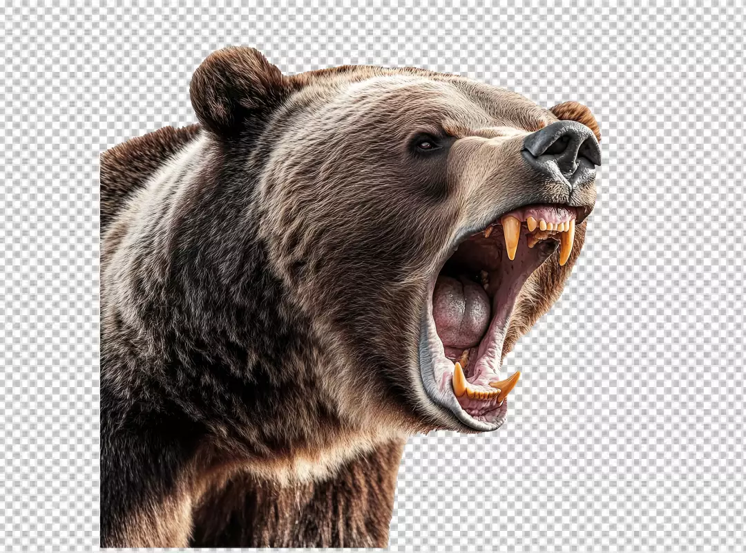 Fierce Roaring Grizzly Bear Head PNG Cutout for Dynamic Wildlife Designs