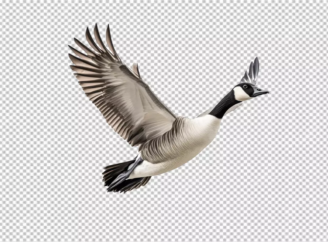Majestic Canada Goose Flying Gracefully with Wings Spread, Perfect Wildlife PNG