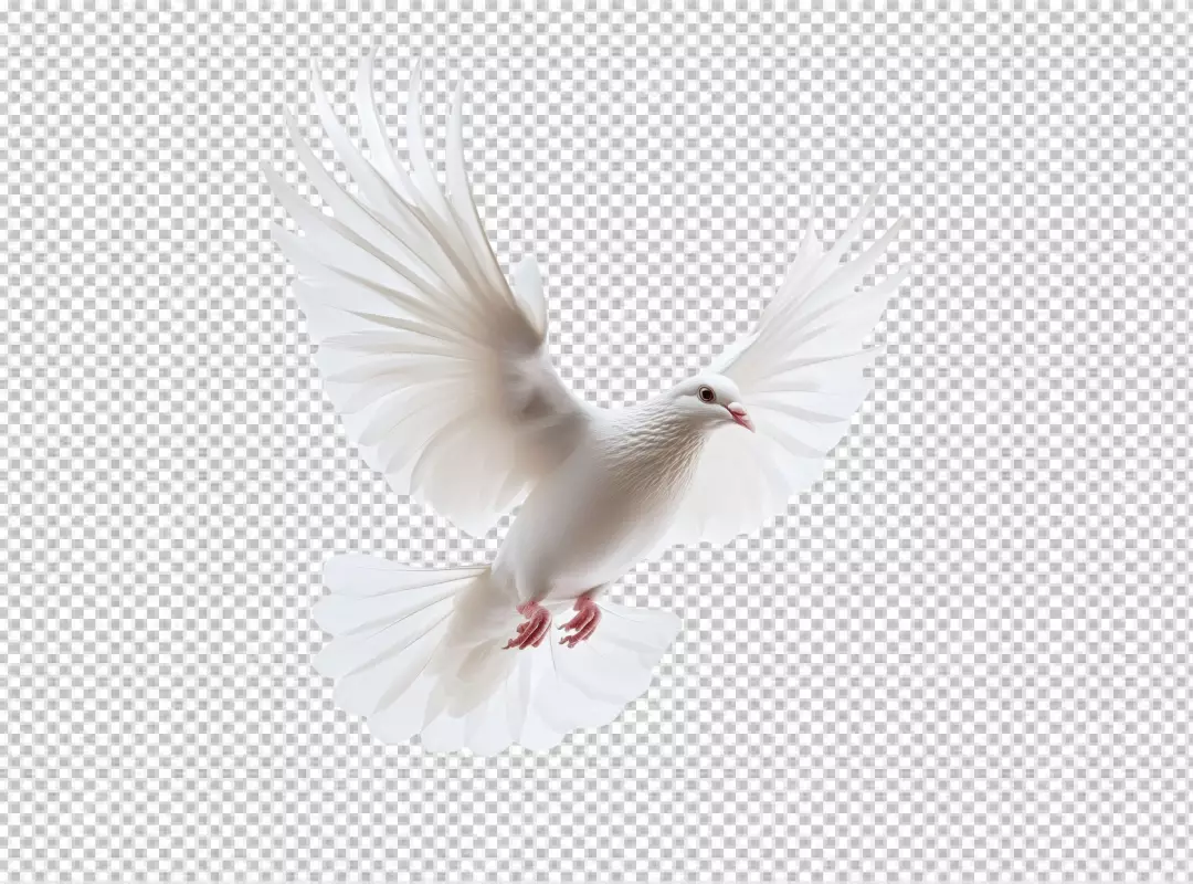 Graceful White Dove Flying with Spread Wings for Peace and Freedom Designs