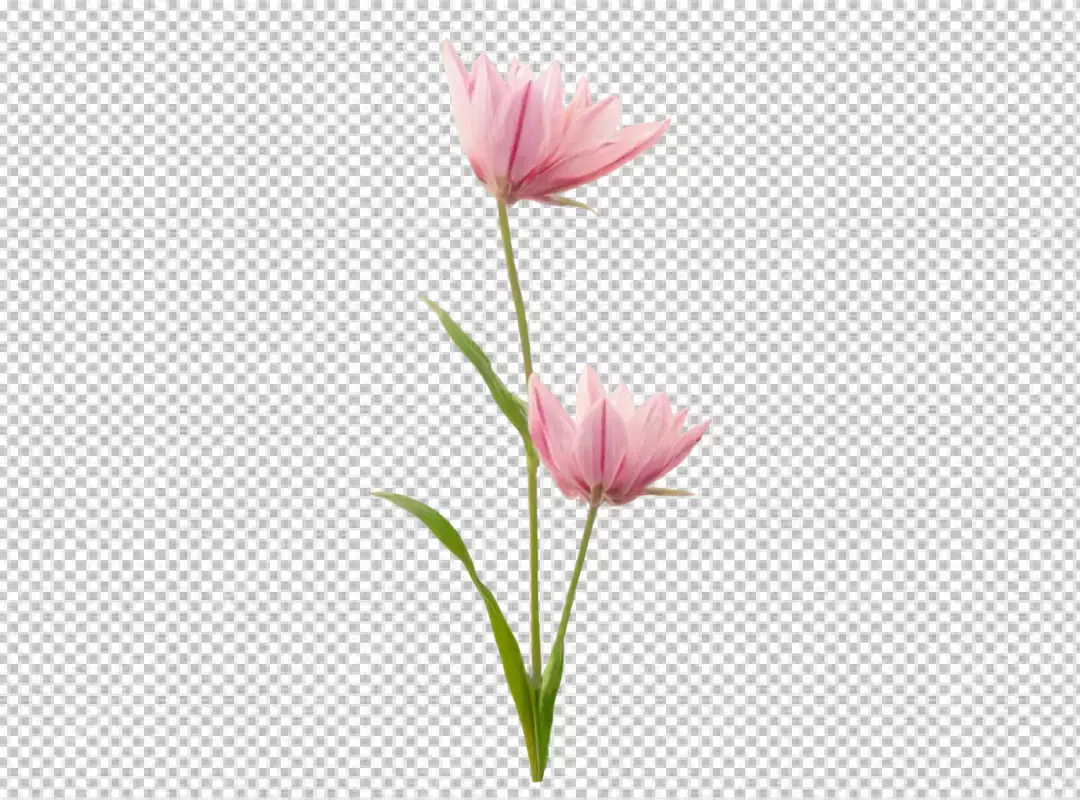 Charming Pair of Pink Petaled Blooms Isolated with Green Foliage