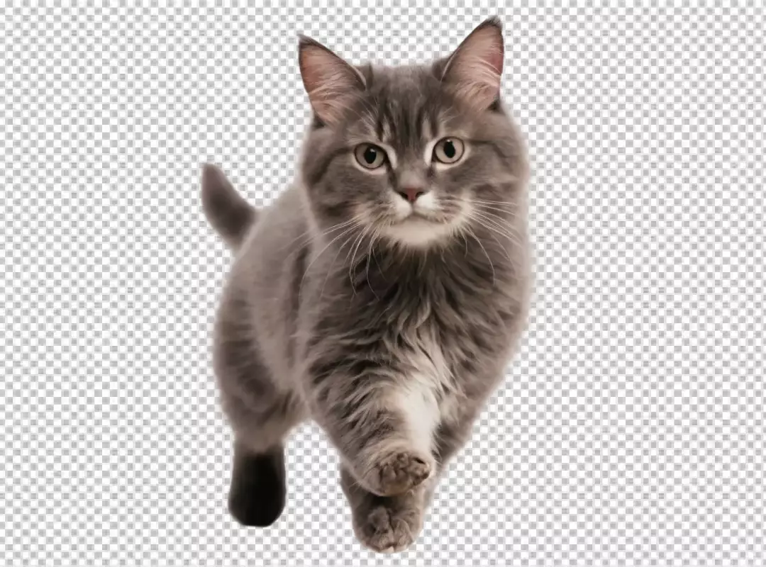 Adorable Fluffy Gray Kitten Walking Towards Camera Isolated on White Background