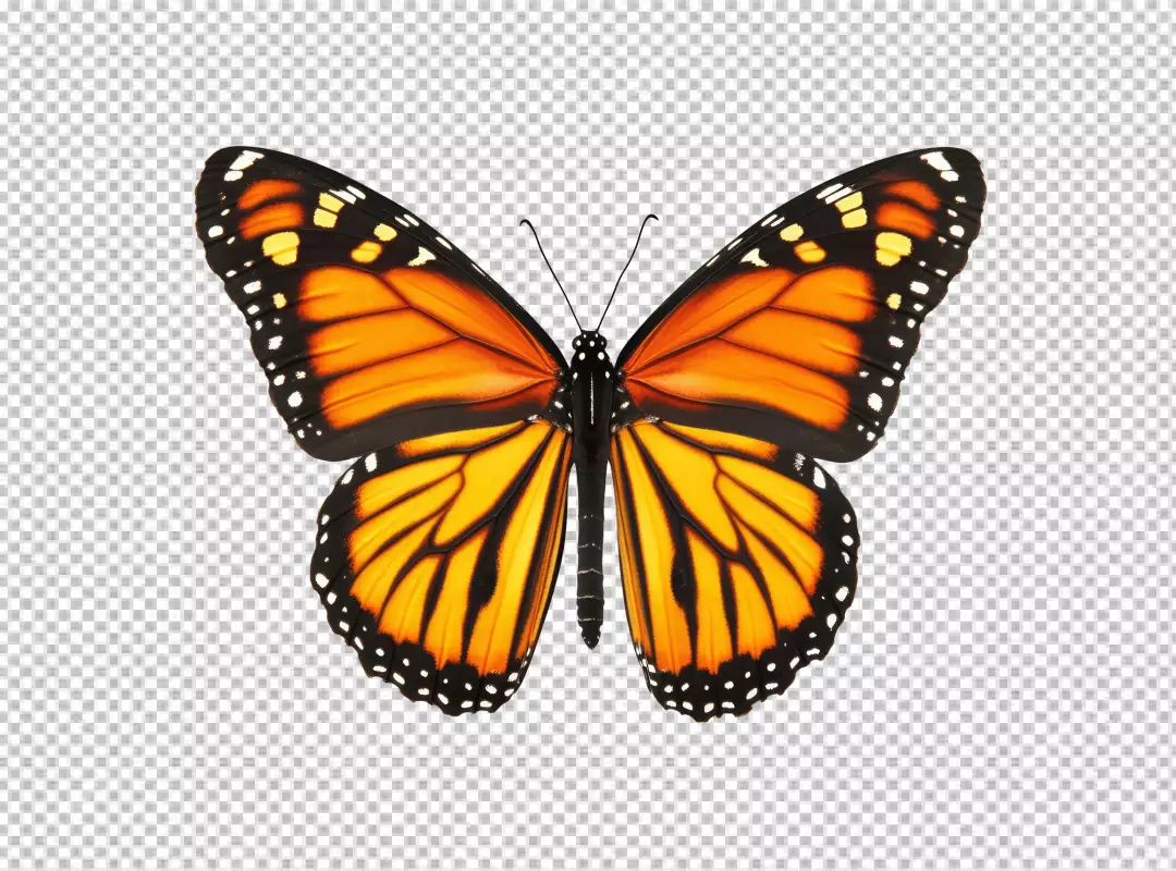Vibrant Monarch Butterfly with Open Wings - High-Quality PNG Cutout for Designs