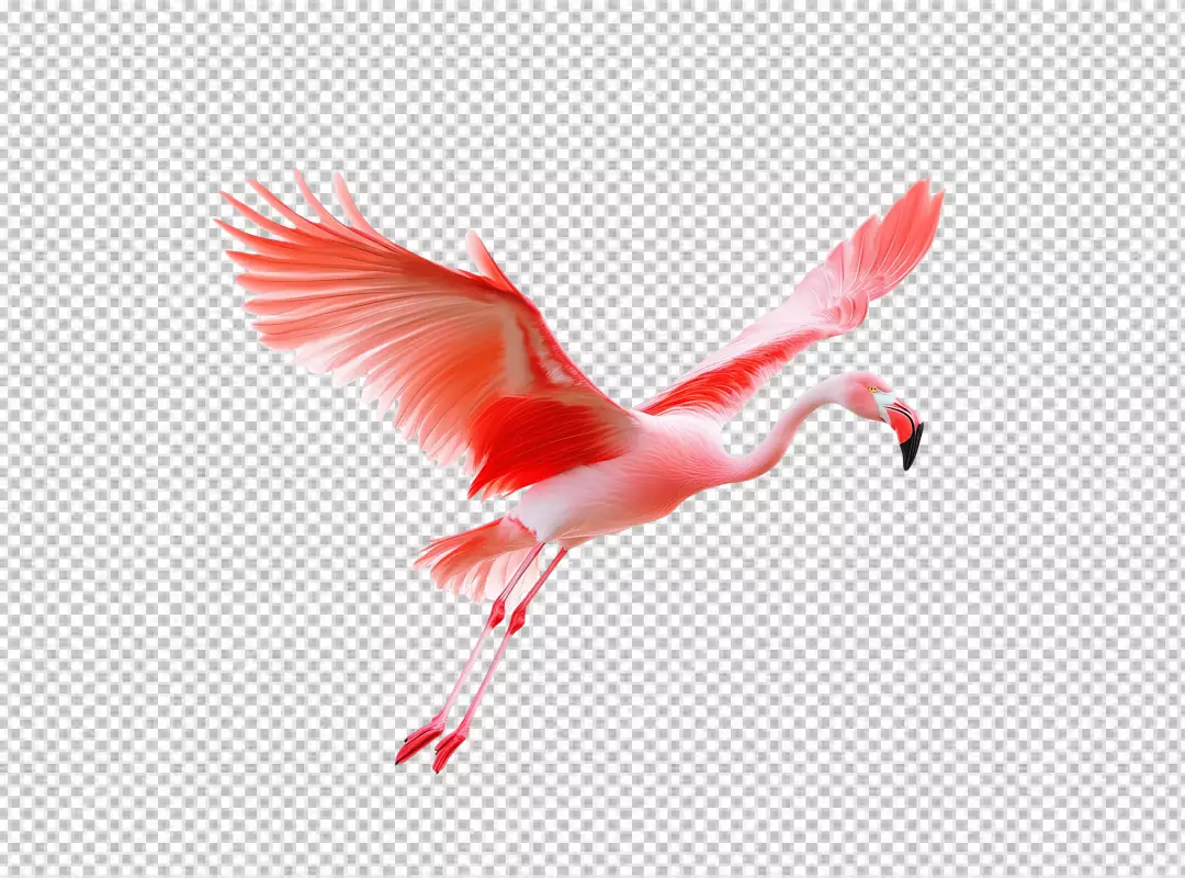Graceful Pink Flamingo Flying with Elegantly Spread Wings High-Quality PNG Cutout