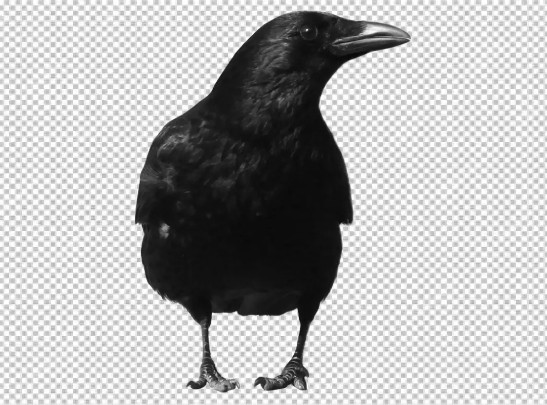 Majestic Black Crow Portrait Standing Tall Wildlife Photography