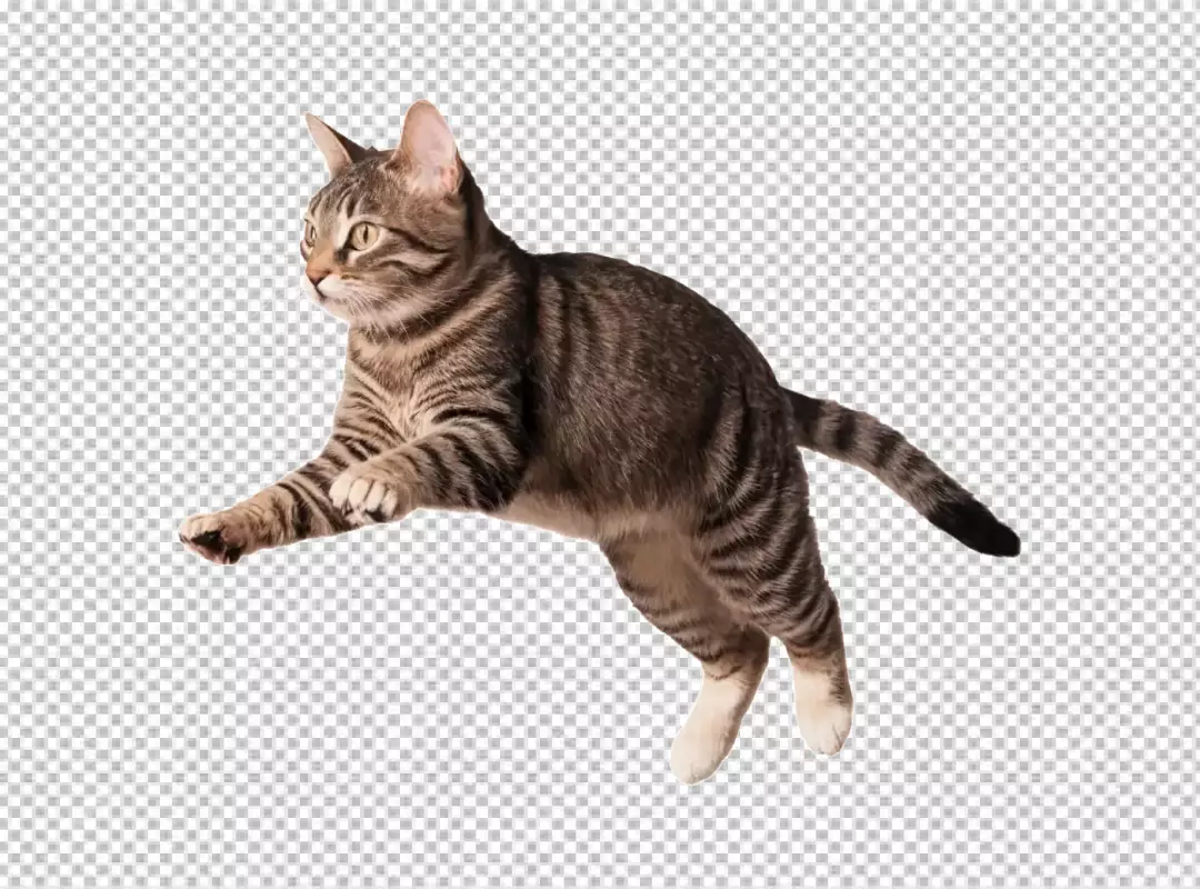 Playful Tabby Cat Leaping in Mid-Air on Pristine White Background