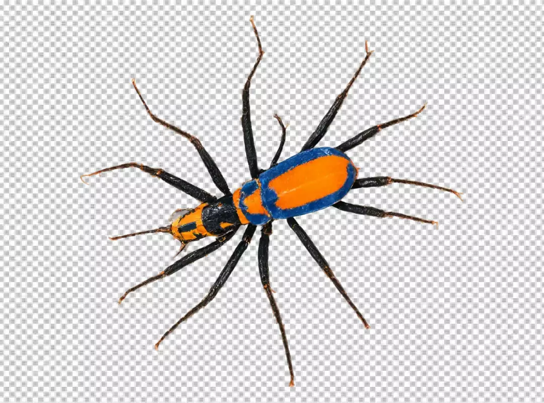 Colorful Orange and Blue Insect Macro with Long Legs and Antennae