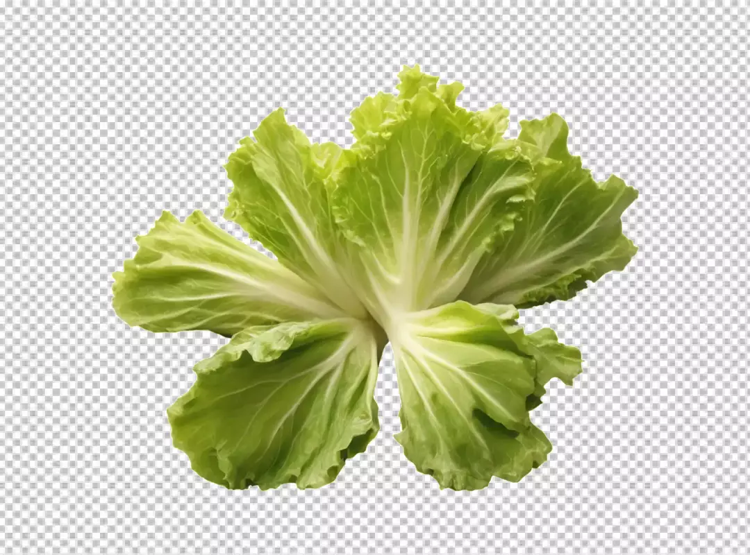 Fresh Vibrant Green Lettuce Head with Crisp Leaves on White Background