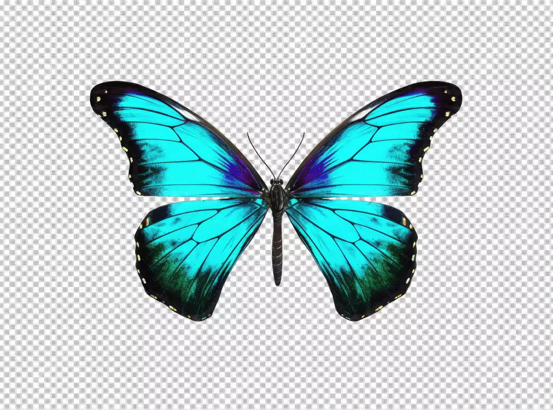 Vibrant Blue Morpho Butterfly PNG for Creative Designs