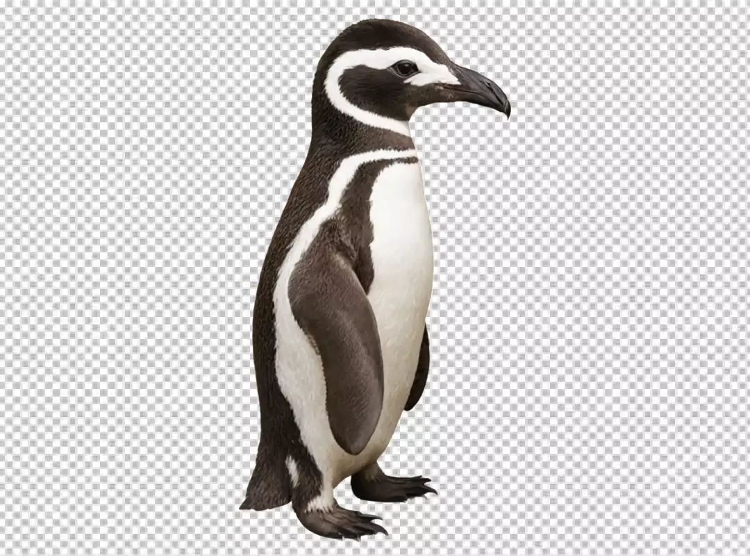 Adult Magellanic Penguin Standing Tall, Isolated on Pristine White Background, Side Profile View