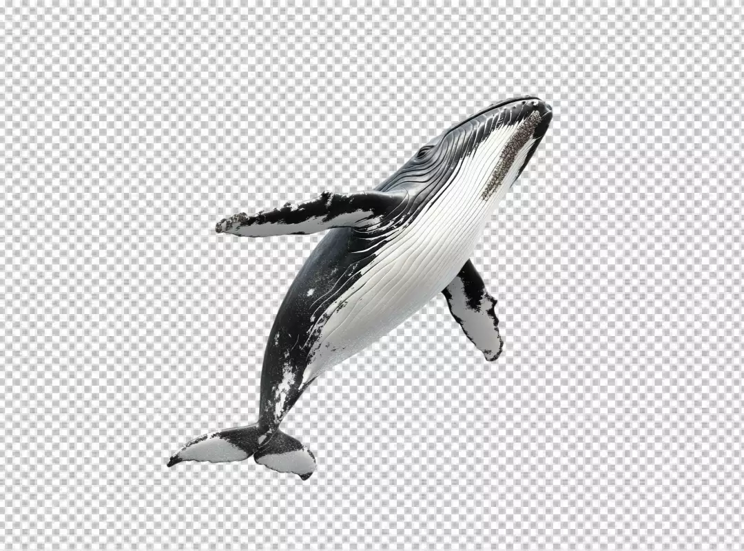 Magnificent Humpback Whale Swimming Underwater Marine Wildlife Cutout